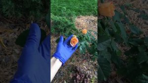 Роза Марсель эн Флерс ( Marseille en Fleurs)