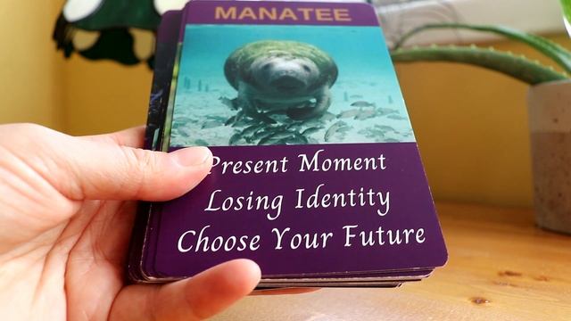 Unboxing the Animal Wisdom Oracle Cards смотреть онлайн
