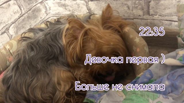 У нас Родились щенки Йорка! |Щенкам 1 день | Какой пол щенков? ❤️❤️йоркширские терьеры смотреть онлайн