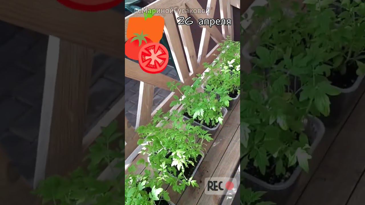 Выращивание ТОМАТОВ букетным способом. Готовлю к высадке в ОТКРЫТЫЙ ГРУНТ РАССАДЕ 21 день смотреть онлайн