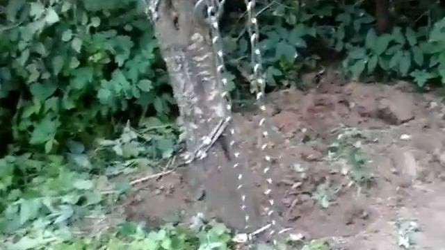 Корчевание пня смотреть онлайн