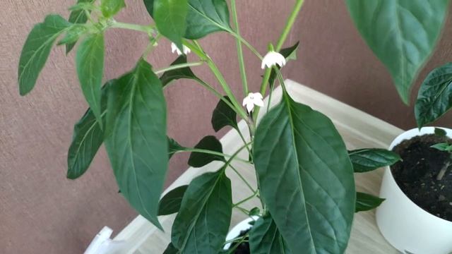 Перцы чили сбрасывают бутоны. Выращивание острых перцев в квартире. смотреть онлайн