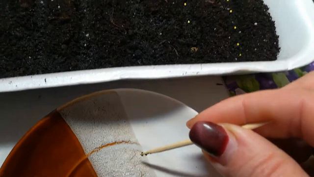 Начинается  Посадка в 2021 году с  с Эустомы.