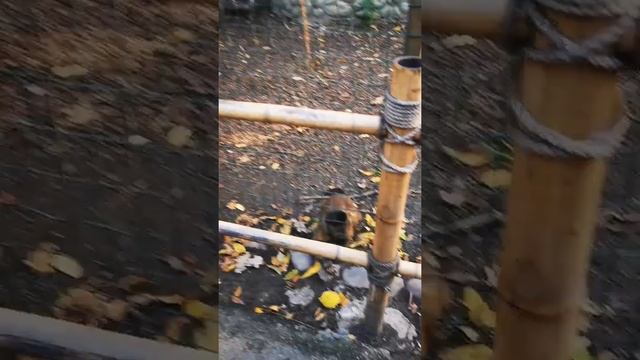 В зоопарке, обезьянник опасный и злой! ? Deaf /глухих. #глухих#ржя#деаф#daef