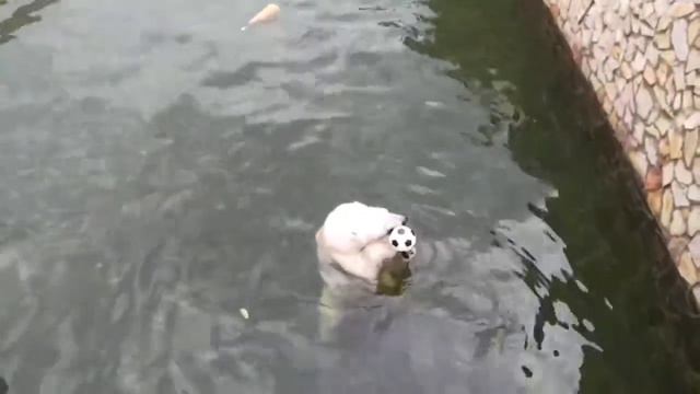 Зоопарк смотреть онлайн