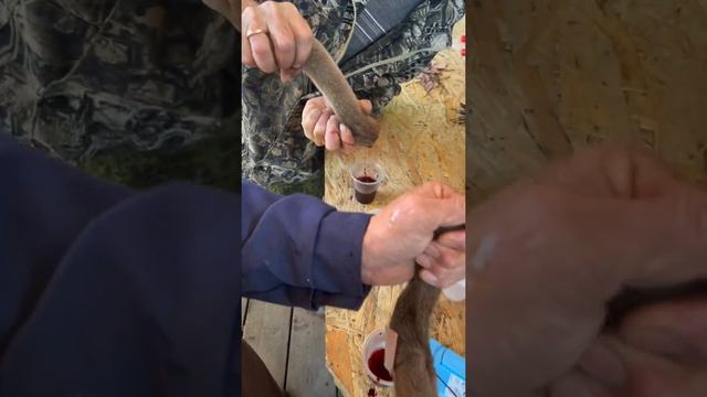 Алтай. Как обрезают рога маралам, чтобы пить кровь.. смотреть онлайн