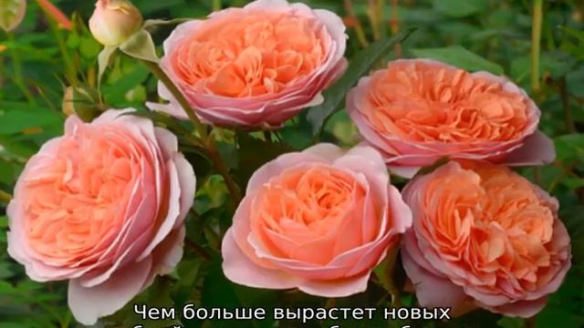 Какие розы самые неприхотливые и зимостойкие
