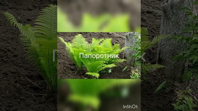 УРА! МЫ ЗАСЕЯЛИ И ЗАСАДИЛИ ВСЮ ДАЧУ!! ДАЧА. ОБЗОР РАБОТ НА 23.05.2021 Продолжение следует.... смотреть онлайн