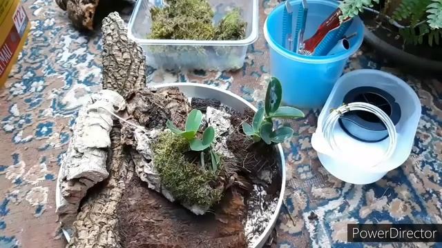 Орхидеи. Как посадить орхидею каттлея, посадка моих новых каттлей и обзор спустя месяц. смотреть онлайн