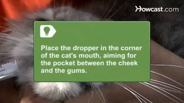 How to Give Your Cat Medicine смотреть онлайн