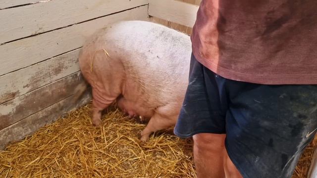 как прошла первая ночь у поросят? смотреть онлайн