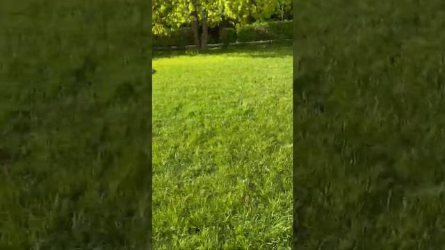 БШО щенок 4 месяца тренировка смотреть онлайн