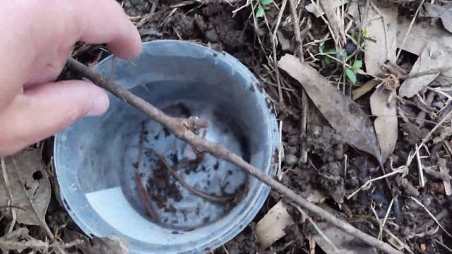BUG HUNT TRAP WITH HONEY CONTAINER WORMS BUGS LIZARDS WOW смотреть онлайн