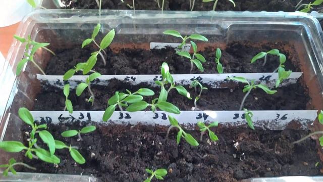 65 сортов ТОМАТОВ. Обзор рассады. смотреть онлайн