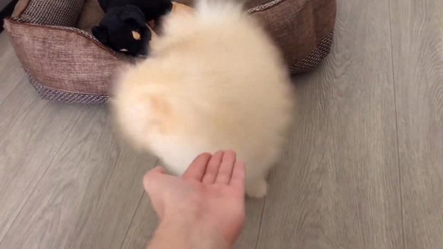 Дрессировка. Как научить собаку/щенка команде место, служить? Померанский шпиц.