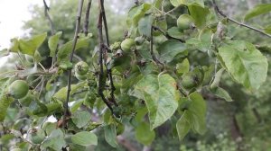 ПАРША ЯБЛОНИ. Как бороться?