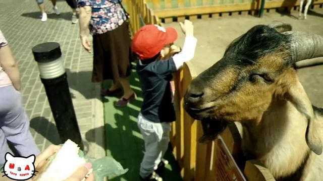 Ржака, ПОНИ есть одежду МАМЫ! "Привет Козел" Трогательный зоопарк! смотреть онлайн