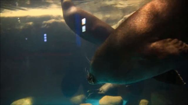 Рубрика "МЫ". Эльмира - тренер байкальской нерпы смотреть онлайн