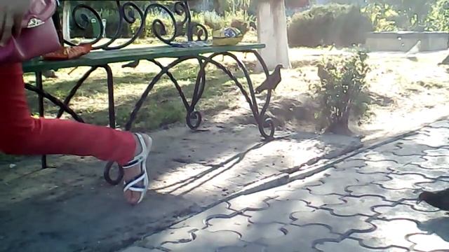 Рекорд по ловле голубей руками. Ловля голубей. смотреть онлайн