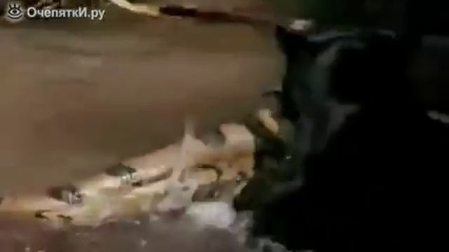 Понтера против питона смотреть онлайн
