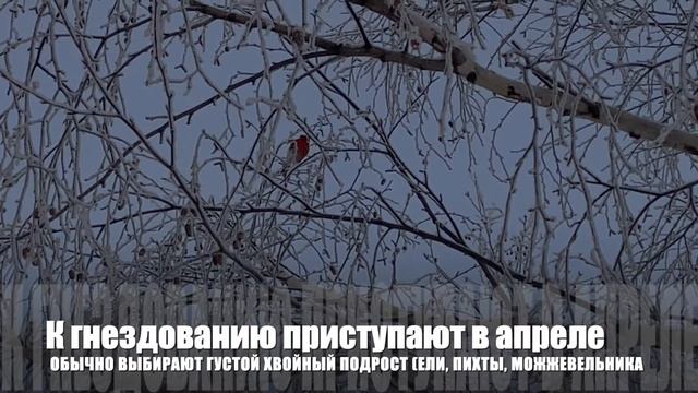 Снегири на берёзах смотреть онлайн