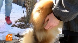 Немецкий малый шпиц и померанец – в чём отличие? | Элита | ТВР24 | Сергиев Посад