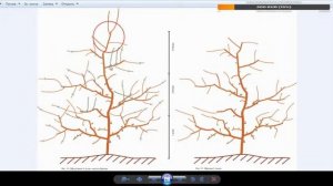 Плодовый сад: как правильно посадить и ухаживать