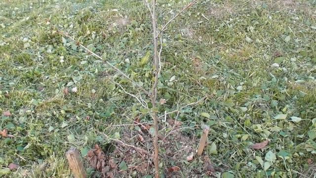 Вирощування платана з насіння (4 частина). Обрізка 6-річного дерева смотреть онлайн