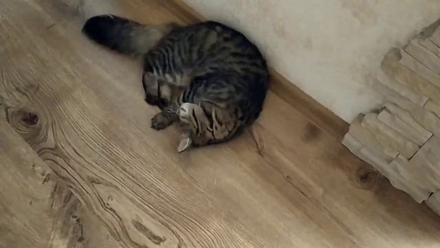 Что это? С чем играет кошка Мася ? смотреть онлайн