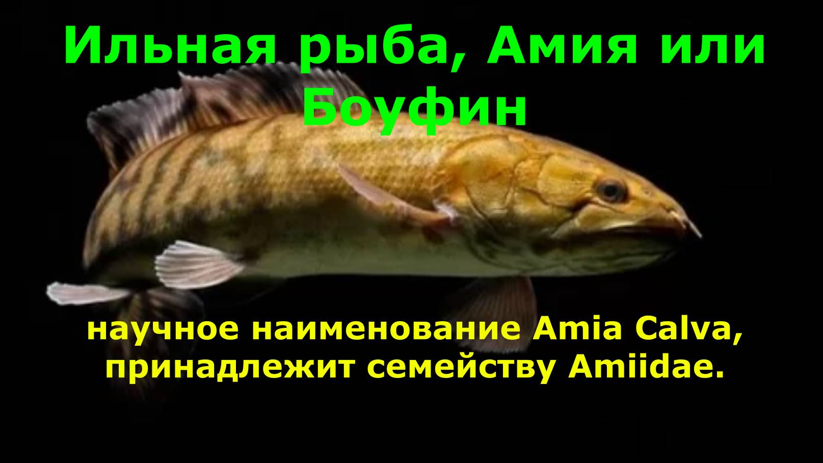 Ильная рыба, Амия или Боуфин, научное наименование Amia Calva, принадлежит семейству Amiidae. смотреть онлайн