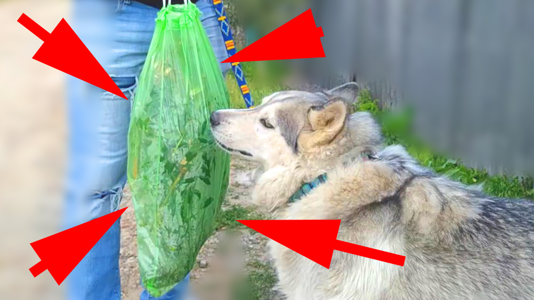 Нарвали большой пакет бурьяна и будем садить в аквариум! смотреть онлайн