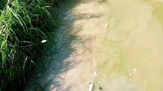 ЛОВИМ БРЕДНЕМ РЫБУ смотреть онлайн