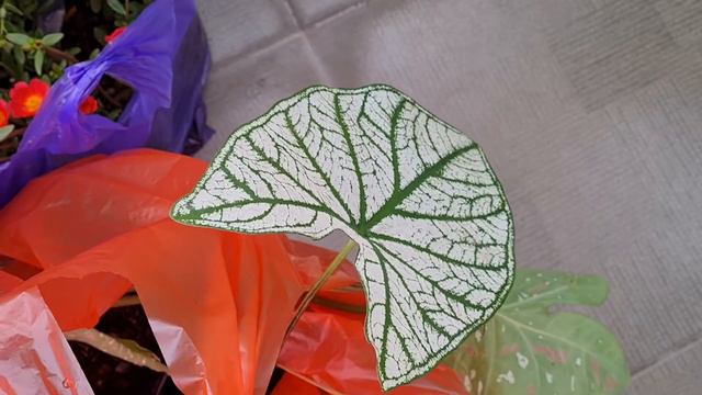 Tanaman Hias Gratis! Repotting Puluhan Tanaman Hias Cantik смотреть онлайн