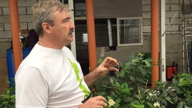 Хлороз растений. Хлороз листьев. Пример на лимоне. смотреть онлайн