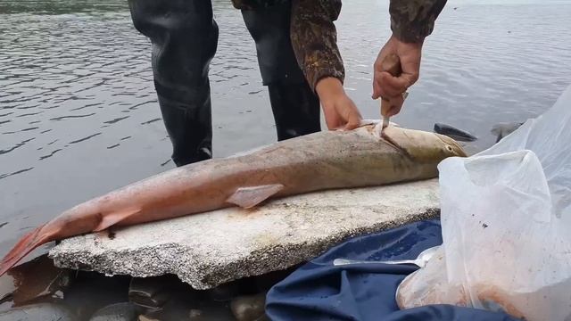 Смешные Собачки и Котики