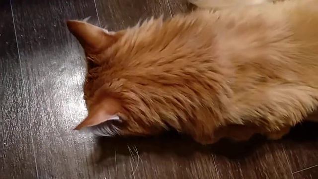 Мейн-Кун Степан смотреть онлайн