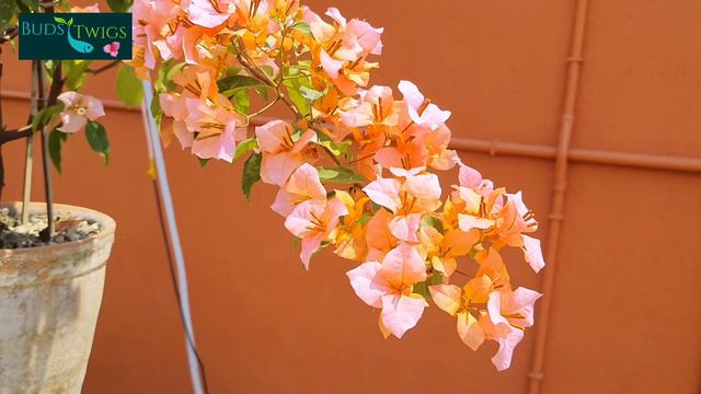 Blonde/ Huge Evance Bougainvellia, March 2022 смотреть онлайн
