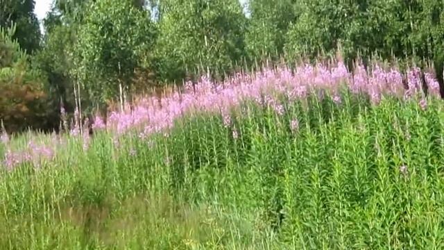 Школа юного травоведа. Заготовка кипрея для приготовления "Копорского чая". смотреть онлайн