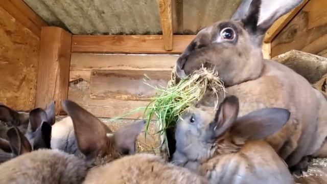 Raising Rabbits - What You Can And Can't Feed A Rabbit смотреть онлайн