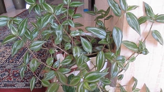Традесканция Зебрина разрослась-красиво.???The Zebrina Tradescantia has grown-beautifully. ? ? ? смотреть онлайн