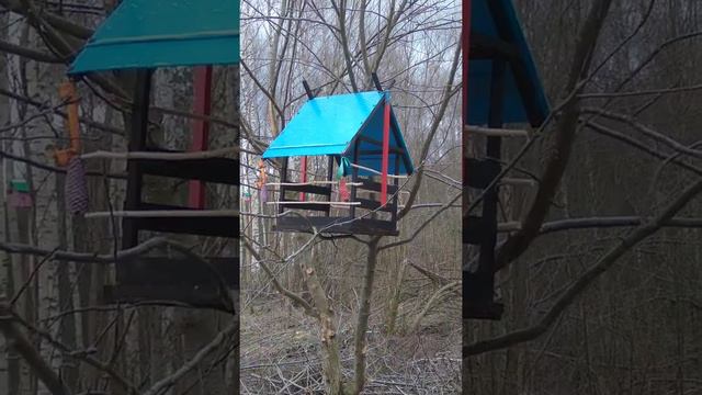 Вологодская область!!Лета не будет.Берёзовая роща! смотреть онлайн