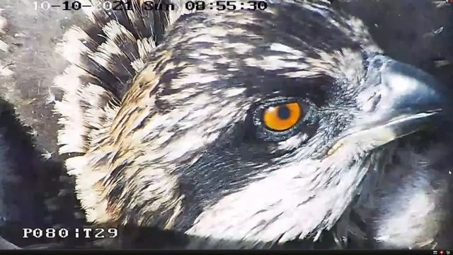 Port_Lincoln Osprey_Chick blinks with one eye_Close-up/ Скопа моргает одним глазом _Kрупный план смотреть онлайн