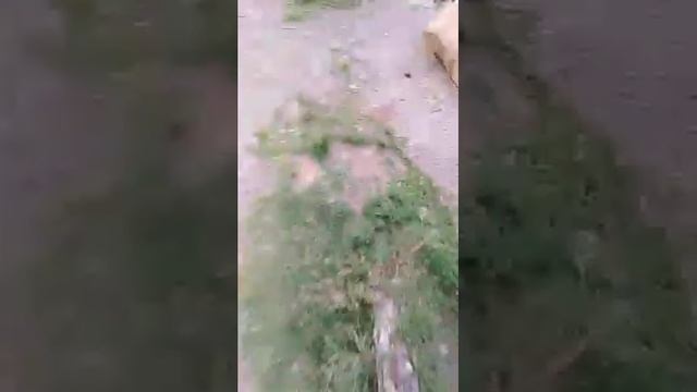 Дети нашли много игрушек, мы хотели бы эти игрушки отдать в дет дом бесплатно смотреть онлайн