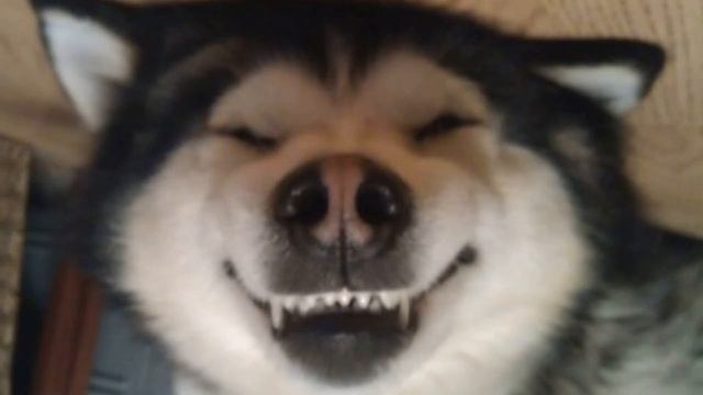 Как вас обманули | Hoi4 Equestria at war смотреть онлайн