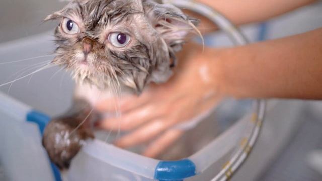 A lovely cat that makes me smile!! ??✂️❤️ смотреть онлайн