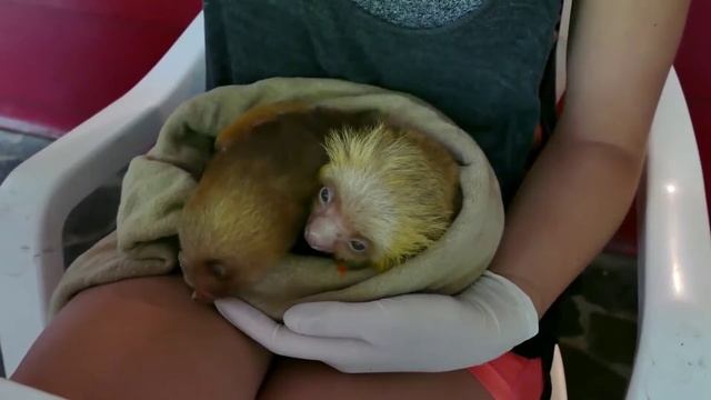 ТОП 10 САМЫХ МИЛЫХ ЖИВОТНЫХ В МИРЕ КОТОРЫХ ВЫ НЕ СМОЖЕТЕ ДЕРЖАТЬ ДОМА. Смешные животные смотреть онлайн