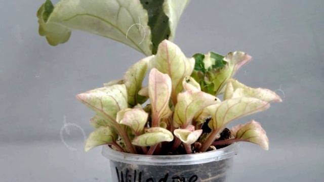 Уход за пестролистными фиалками смотреть онлайн