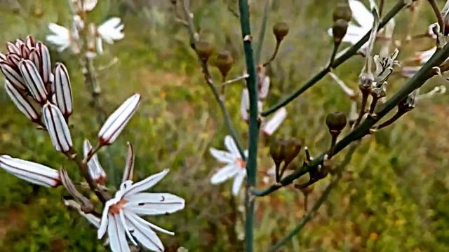 planta de Asphodelus albus смотреть онлайн