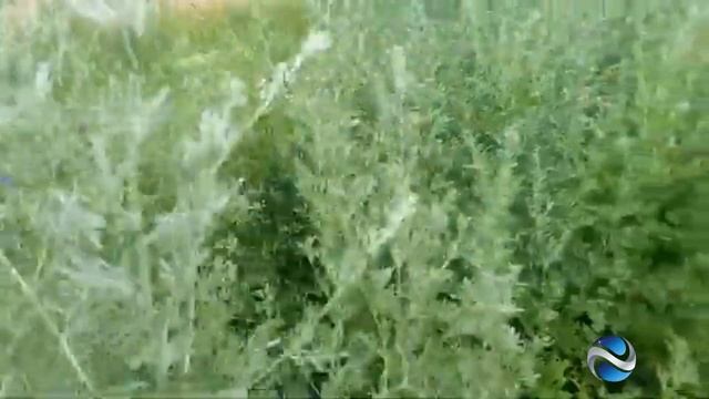 Татьяна Козловская Полынь смотреть онлайн