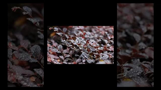 One Hundred Love Sonnets XVII by Pablo Neruda in English (read by Fast Book) смотреть онлайн